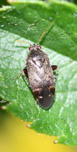 Psallus sp.